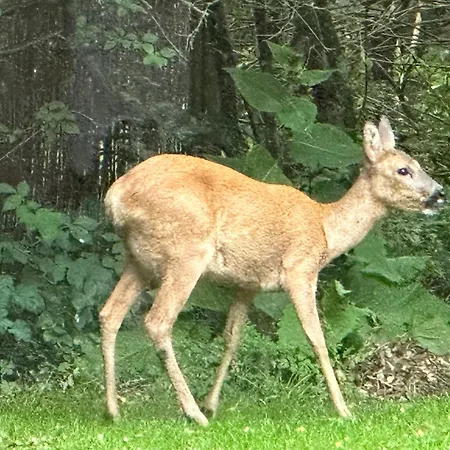 Skovbrynet 2 The Place For * Løkken